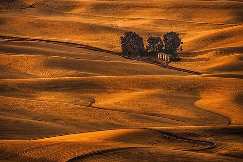 Golden Field Art Print