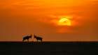 At The Sunset Art Print