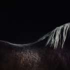 The Naked Horse Art Print