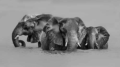 Elephant Crossing The River Art Print