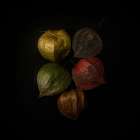 Physalis Art Print
