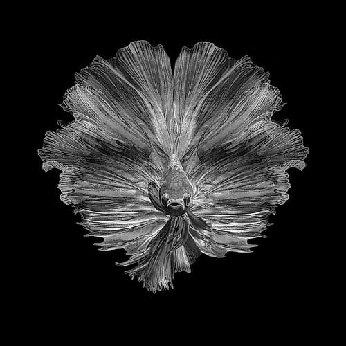The Flower Of Tail Art Print by Andi Halil