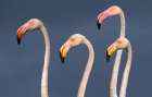 Flamingos Close Up Art Print