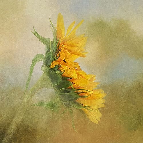 Fading Sunflower Art Print
