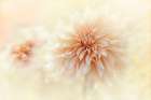 Cafe Au Lait Dahlia Art Print