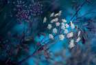 Queen AnneS Lace Art Print