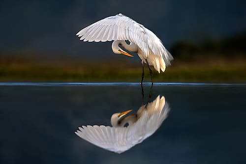 Egret at dusk Art Print