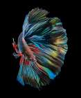 The  Betta Fish Art Print