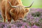 Highland In Heather Art Print