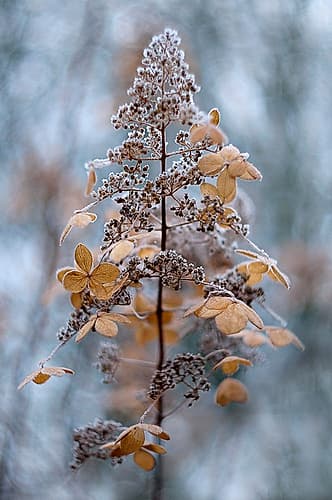 Winter Lace Art Print