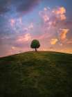 Tree On Hill During Sunset Art Print