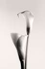 Calla Art Print