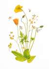 Fairy Garden Art Print