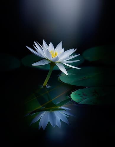 Reflection Art Print