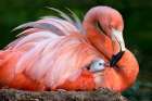 Flamingo mom with her chick Art Print