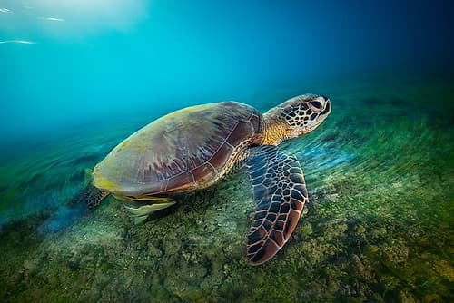Green Turtle Art Print