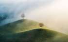 Trees on the hill Art Print