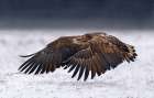 White-Tailed Eagle take off Art Print