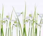 Snowdrops Art Print