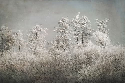 Cold Morning Landscape Print
