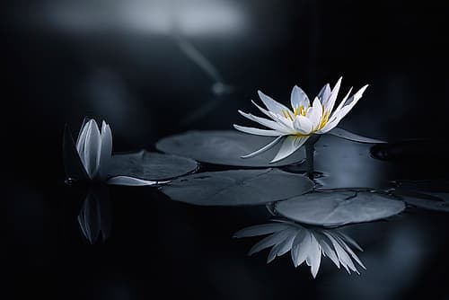 Reflection Art Print