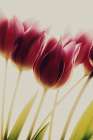 Tulips Art Print