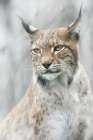 Lynx Portrait In The Fog Art Print