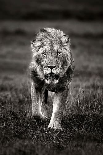 Lion patrolling Art Print
