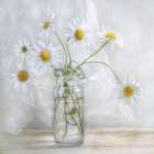 Daisies Art Print