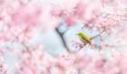 Cherry-Blossom Color Art Print