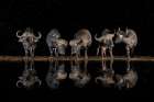 Buffaloes in the waterhole at night Art Print by Xavier Ortega
