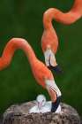 Caribbean flamingo family Art Print