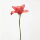 Long stemmed tulip Art Print