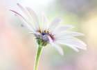 Cape Daisy Art Print