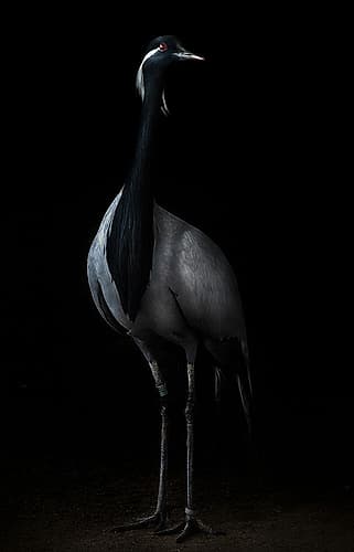 Demoiselle Crane Portrait Ii Art Print