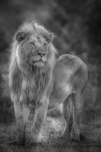 Blondie Art Print