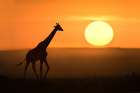 Giraffe at sunrise Art Print