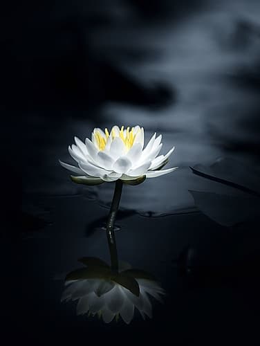 Reflection Art Print