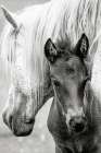 The Foal Art Print