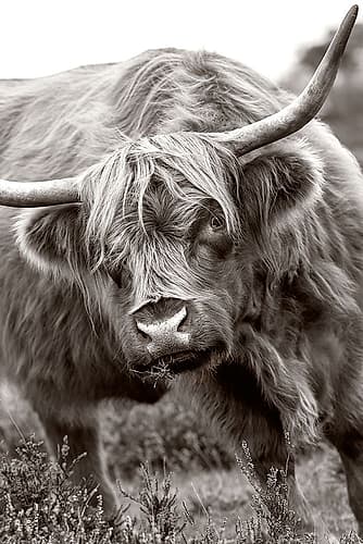 The Bull Art Print by Jacky Parker