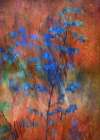 Colors Dance On Flowers Art Print