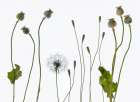 Seedheads Art Print