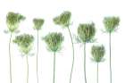 Wild Carrot Art Print