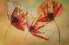 Poppy Seeds Art Print