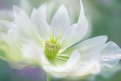Serene Art Print by Susann Parker
