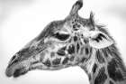 Maasai giraffe Art Print