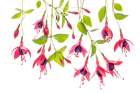 ~ Fuchsia ~ Art Print