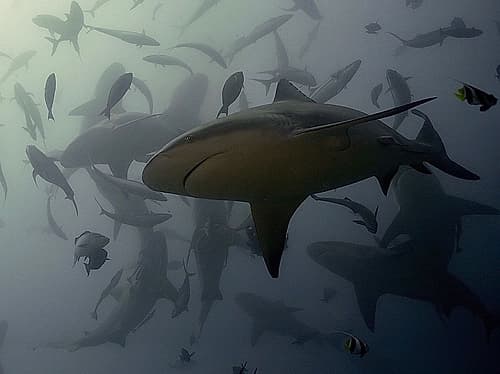Bullshark Dance Art Print