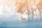 Elk Lost In Mist Art Print by Simoon