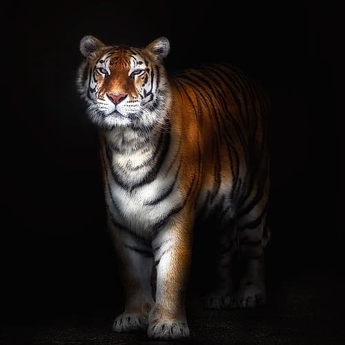 Tiger Portrait Ii Art Print